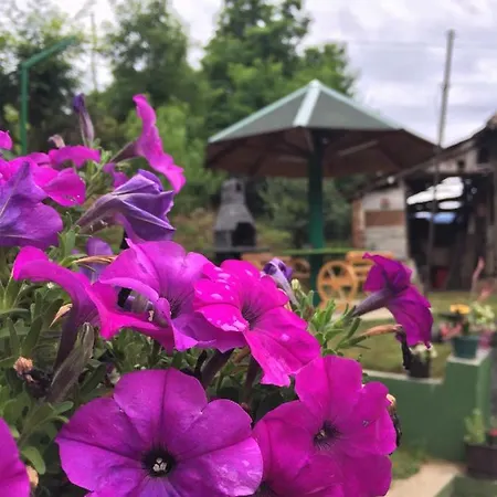 Kuca Mihajlovic アパート