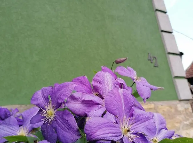 Апартаменты Kuca Mihajlovic *